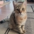 Dilber boncuk gözler fotoğraf