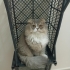 MİRA ACİL YUVA ARIYOR fotoğraf