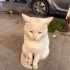 Sokağa terk edilmiş. 💔 fotoğraf