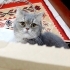 Biritish shorthair blue dişi fotoğraf
