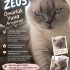 ÜCRETSİZ SAHİPLENDİRME ZEUS UYSAL 4 YAŞ ERKEK KISIR ÇİPLİ SOKAĞA ATILMIŞ 😔 fotoğraf