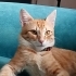 Çok dışa dönük oyuncu bir kedidir fotoğraf