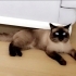 Kendi sağlık sorunlarım nedeniyle ücretsiz sahiplendirmek istiyorum. fotoğraf