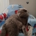 3 YAŞINDA KISIR DİŞİ SCOTTISH FOLD fotoğraf
