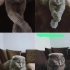 3 YAŞINDA KISIR DİŞİ SCOTTISH FOLD fotoğraf