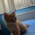 Yeni evini arıyor fotoğraf