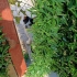 4 kardeş için yuvalar arıyoruz fotoğraf
