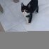 4 kardeş için yuvalar arıyoruz fotoğraf