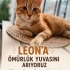 Leon’a güzel bir yuva 🤍 fotoğraf