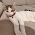 7 aylık, insan canlısı gurgur, oyuncu minik acil yuva arıyor 🐈 fotoğraf