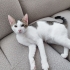7 aylık, insan canlısı gurgur, oyuncu minik acil yuva arıyor 🐈 fotoğraf