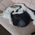 3 minik kalp, sevgi dolu yuvalarını arıyor! fotoğraf