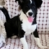 Border collie eğitimli, ücretsiz sahiplendirmee fotoğraf