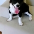 Border collie eğitimli, ücretsiz sahiplendirmee fotoğraf