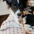 Border collie eğitimli, ücretsiz sahiplendirmee fotoğraf