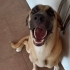 Labrador melezi Kaymak'a acil yuva arıyoruz fotoğraf