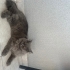 Kedimiz Mia’yı sahiplendirmek istiyoruz fotoğraf