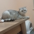 İki yaşında kısırlaştırılmış erkek kedi fotoğraf
