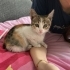 Minik Tarçın'a yuva olmak ister misiniz 😺 fotoğraf