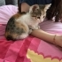 Minik Tarçın'a yuva olmak ister misiniz 😺 fotoğraf