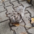 Küçük yuva arayan kedi fotoğraf