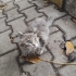 Küçük yuva arayan kedi fotoğraf