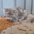 Küçük yuva arayan kedi fotoğraf
