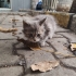Küçük yuva arayan kedi fotoğraf