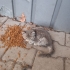 Küçük yuva arayan kedi fotoğraf