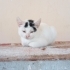 PİTİ YUVA ARIYOR fotoğraf