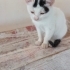 PİTİ YUVA ARIYOR fotoğraf