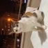 Acil sahiplendirme fotoğraf