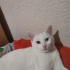 Yaklaşık 7 Aylık Erkek Ankara × Van Kedisi konya içi sahiplendirmek istiyorum fotoğraf