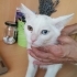 Yaklaşık 7 Aylık Erkek Ankara × Van Kedisi konya içi sahiplendirmek istiyorum fotoğraf