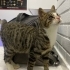 Cok uslu sıcak kanlı uysal bi kedi fotoğraf