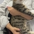 Cok uslu sıcak kanlı uysal bi kedi fotoğraf