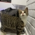 Cok uslu sıcak kanlı uysal bi kedi fotoğraf