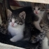 3 Aylık Ücretsiz Minik fotoğraf