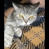 Hamile British için acil yuva fotoğraf
