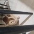 Apartmandan atılan anne ve yavrular fotoğraf