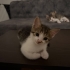 2 aylık dişi ve erkek tekir kediler fotoğraf