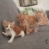 ev kedisiyizz yuva arıyoruzzzzzzz fotoğraf