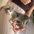 Masmavi gözlü yumuşak tüylü harika tekir bebek🧿🐱 fotoğraf
