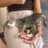 Masmavi gözlü yumuşak tüylü harika tekir bebek🧿🐱 fotoğraf
