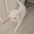 4 Yaşında British Sorthair Erkek Kedi Ücretsiz Sahiplendiriyoruz fotoğraf