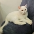 4 Yaşında British Sorthair Erkek Kedi Ücretsiz Sahiplendiriyoruz fotoğraf