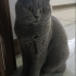 İnsan canlısı sevgi yumağı kızımıza yeni yuva arıyoruz. fotoğraf