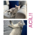 ACİL SAHİBİNİ ARIYORUZ BULAMAZSAK YUVA ARAYACAĞIZ fotoğraf