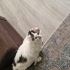 Çocuğumun alerjisi olduğundan dolayı sahiplendiriyoruz ACİL fotoğraf