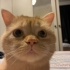Mükemmel bir dost kısır erkek ve sevimli fotoğraf